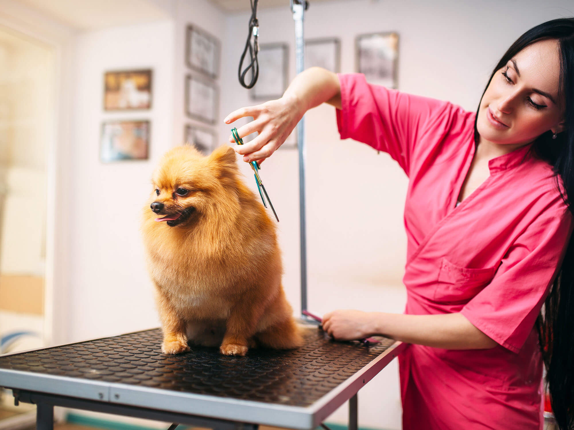 Read more about the article Dog Grooming