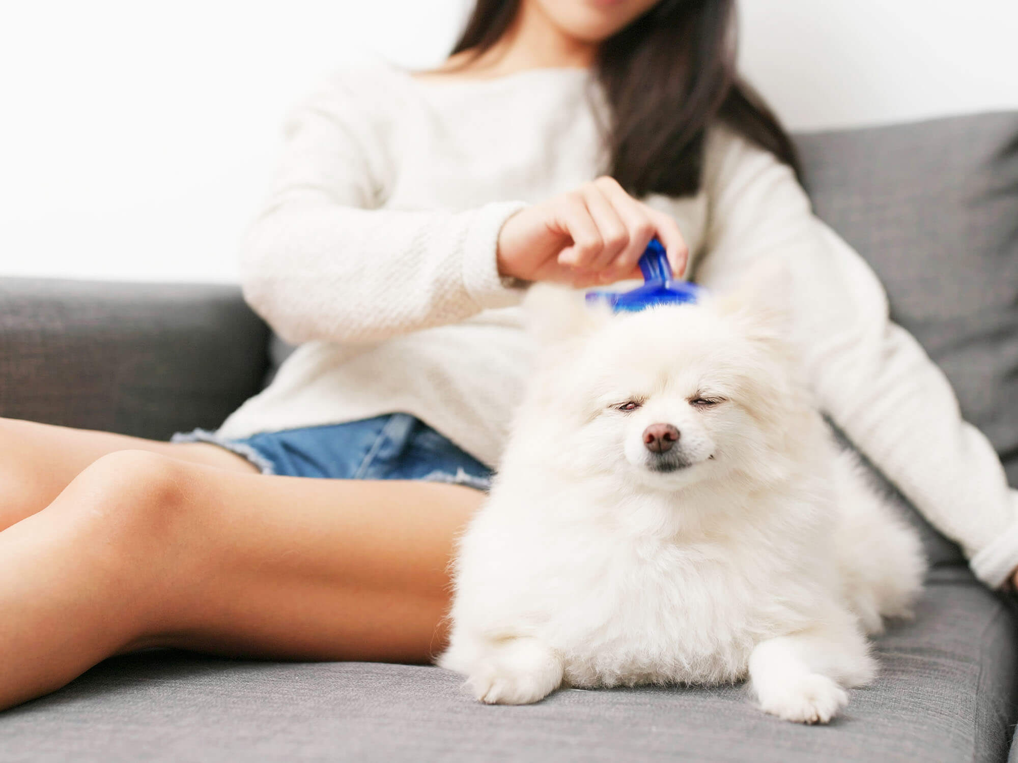 Read more about the article Doggy Day Care
